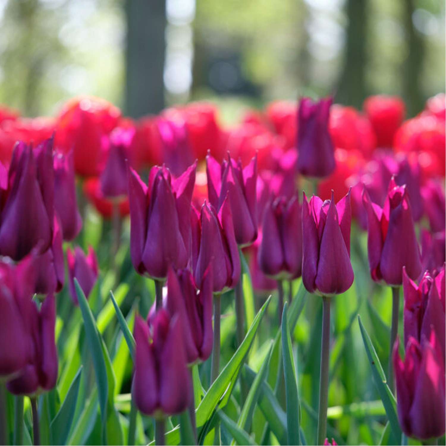 Tulppaani 'Purple Heart'